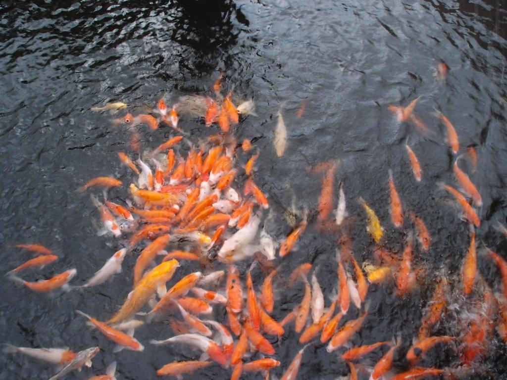 ג'יאושי Spring Fountain Hotel מראה חיצוני תמונה